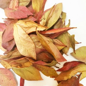 레드초크베리(붉은아로니아) 잎 50g (Aronia Arbutifolia) 국산-청주